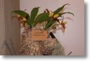 Neu-Ulmer Orchideentage 2012 091.jpg